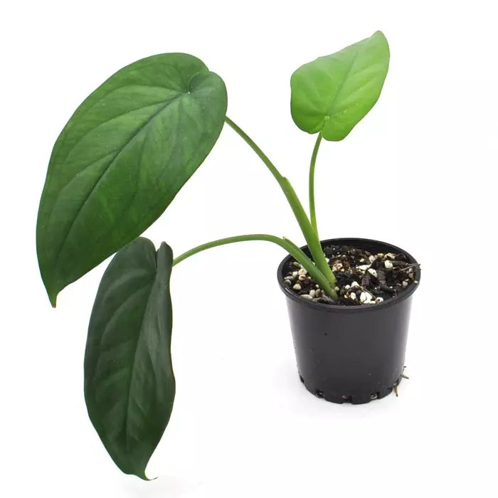 Syngonium Chiapense - Rare