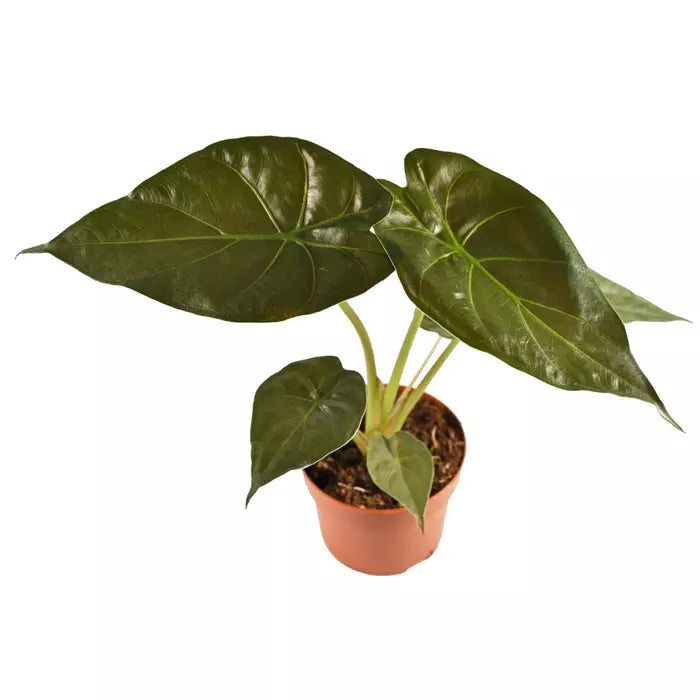 Giant Elephant Ear | Alocasia Wentii