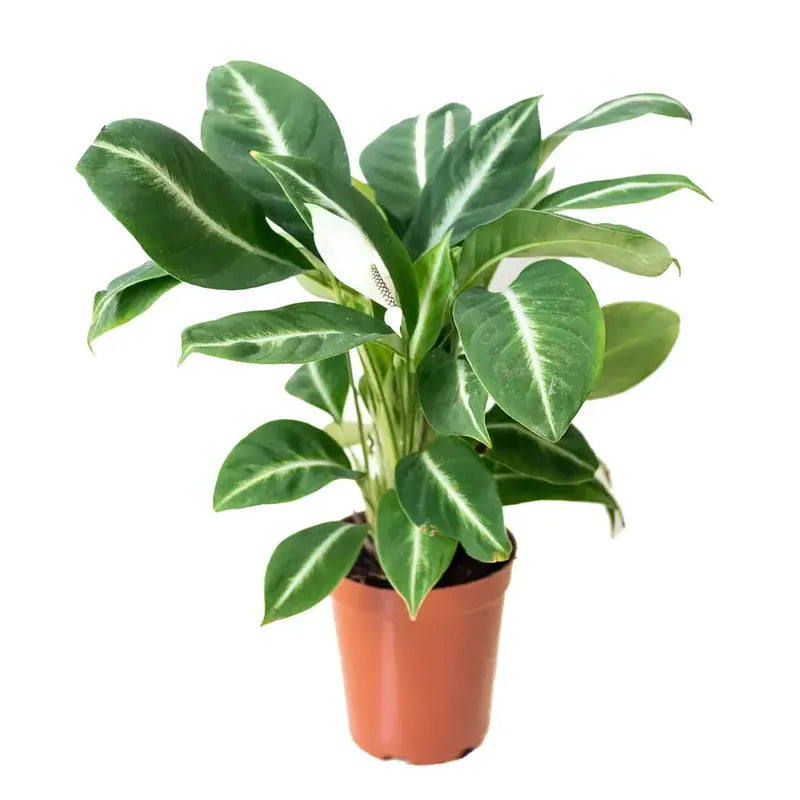 SPATHIPHYLLUM PEACELILY SILVER STREAK MINIATURE - Rare