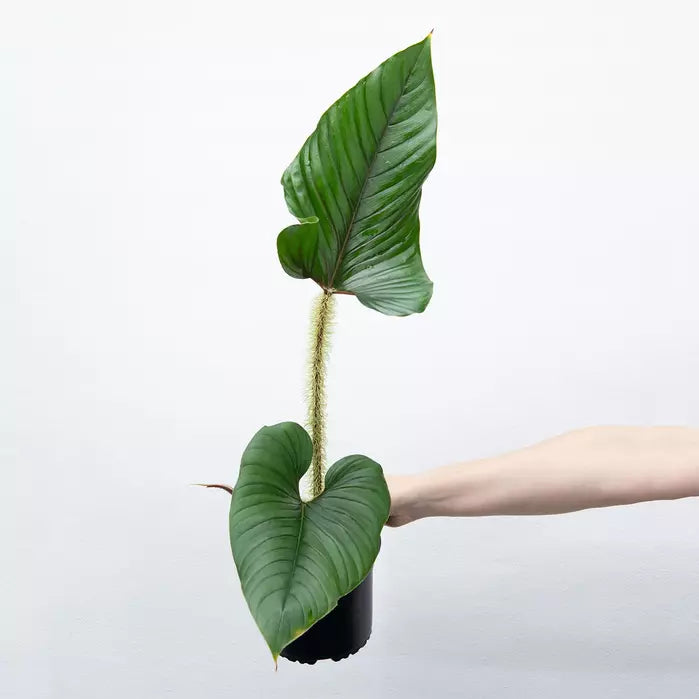 Philodendron Serpens - Rare