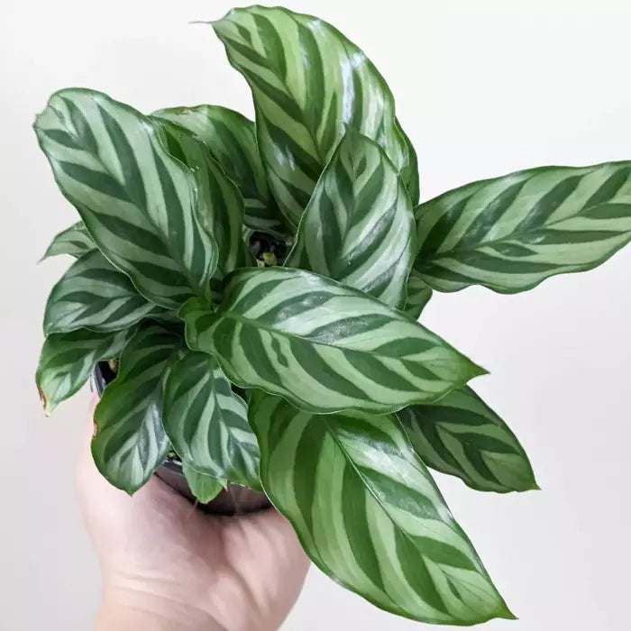 Calathea Louisae 'Freddy'