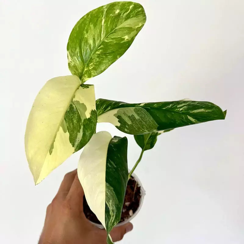 Monstera Lechleriana Variegated- Rare