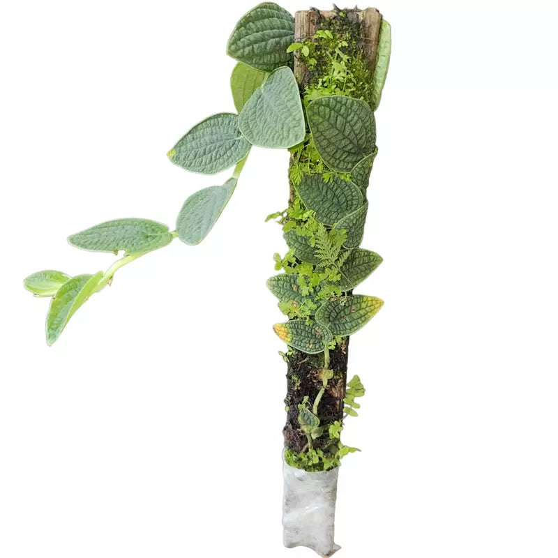 Rhaphidophora Versteegii | Piper Clypeatum - Super Rare