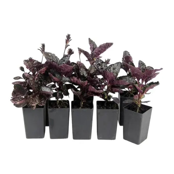 Purple Waffle Plant - Hemigraphis Alternata