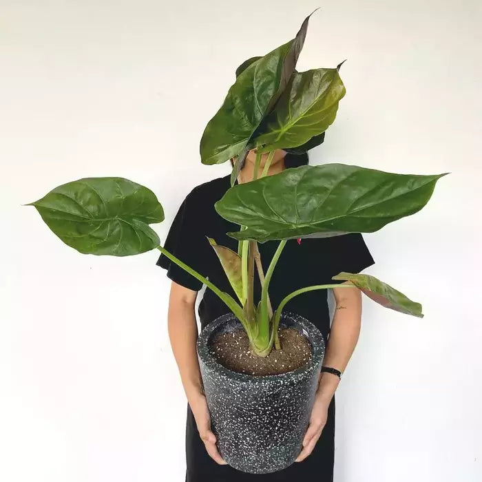 Giant Elephant Ear | Alocasia Wentii