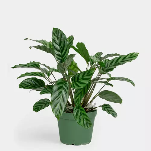 Calathea Louisae 'Freddy'