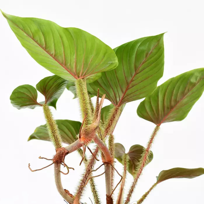 Philodendron Serpens - Rare