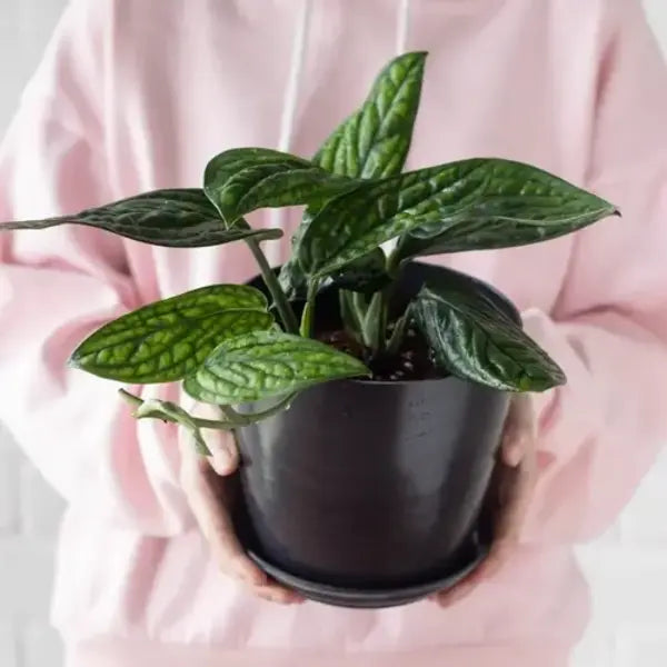 Monstera Peru plant