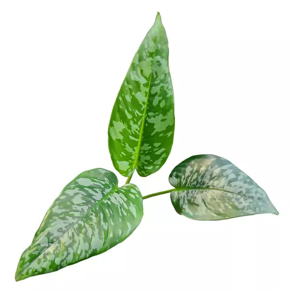 Schismatoglottis Calyptrata - Rare