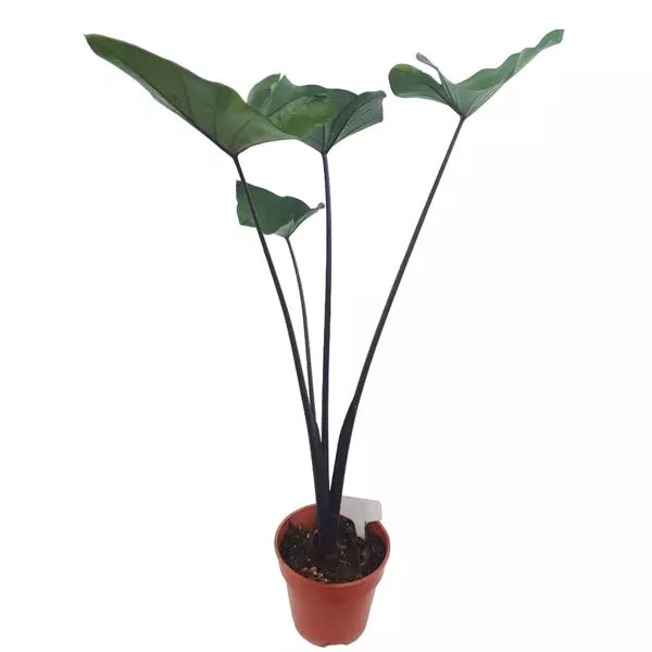 Colocasia esculenta 'Coffee Cups' | Coffee Cups Elephant's Ear - Rare