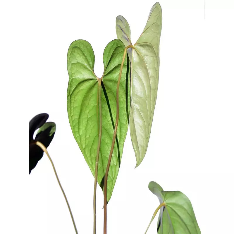 Anthurium Nigrolaminum 'Gigi' - Rare