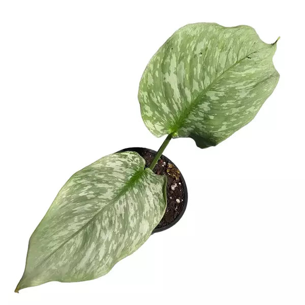 Schismatoglottis sp. 'Army' - Rare