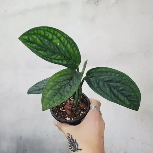 Monstera Peru plant