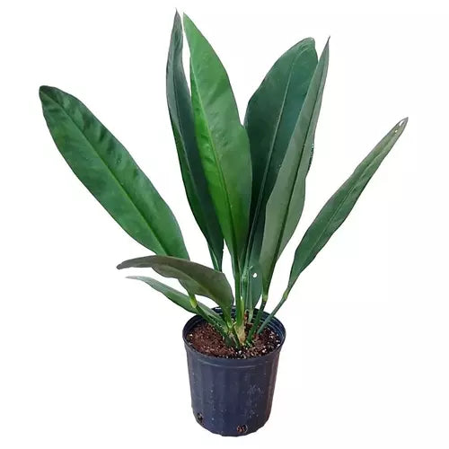 Anthurium Coriaceum Giant- Rare