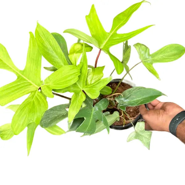 Philodendron Florida Ghost - Rare