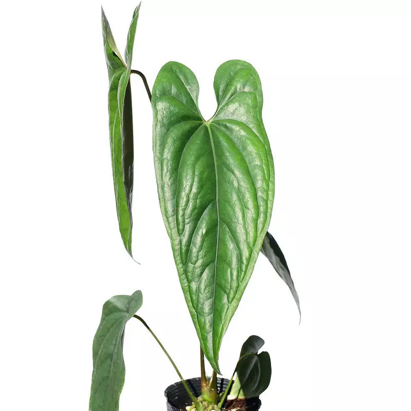 Anthurium Nigrolaminum 'Gigi' - Rare