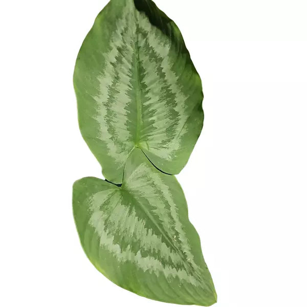 Schismatoglottis sp. Kalimantan - Rare