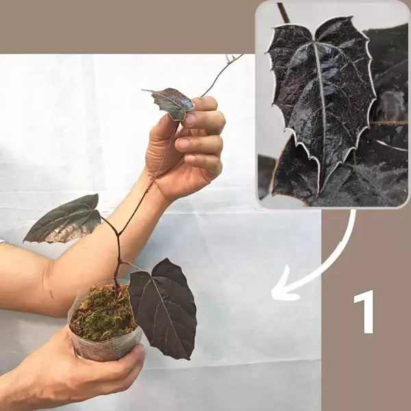 Pterisanthes sp. Borneo 'Batman' - Rare