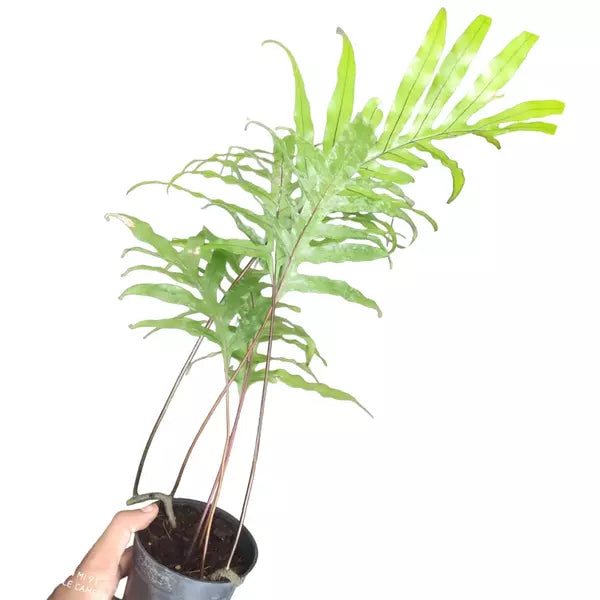 KANGAROO FERN (Microsorum diversifolium) - LARGE