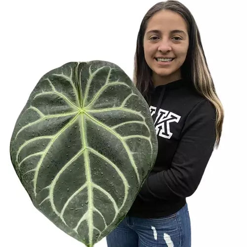 Magnificm Square Petiole- Rare