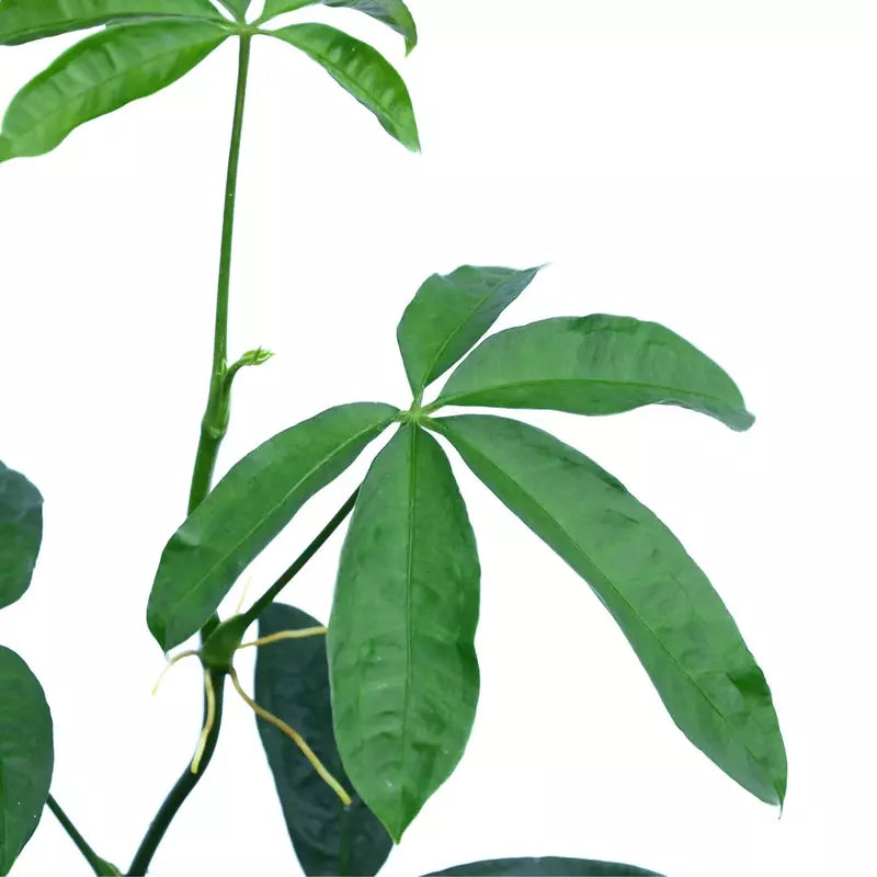 Anthurium Pentaphyllumium "Costa Rica"- Rare