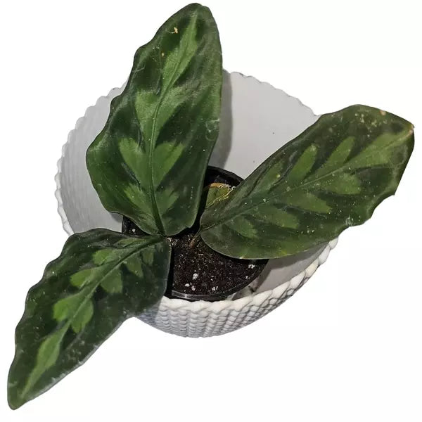 Haplocorema ekor merak sp borneo - Rare