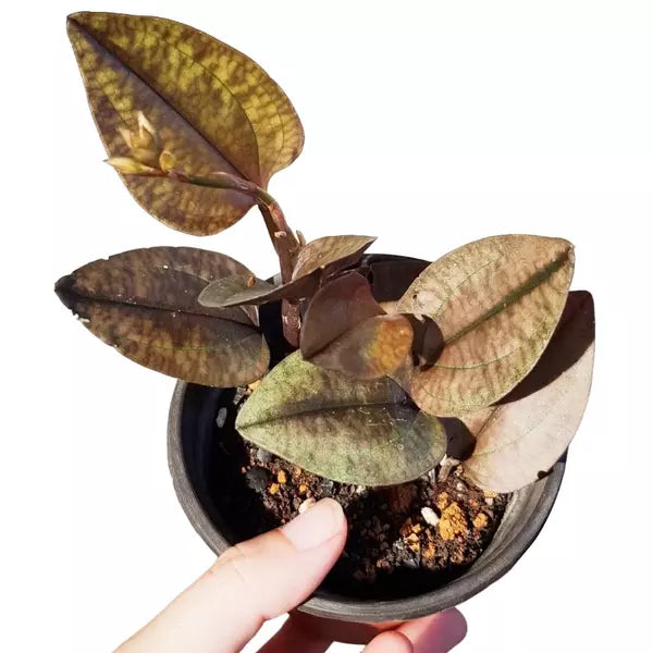 Nephelaphyllum pulchrum (Jewel Orchid) -Rare