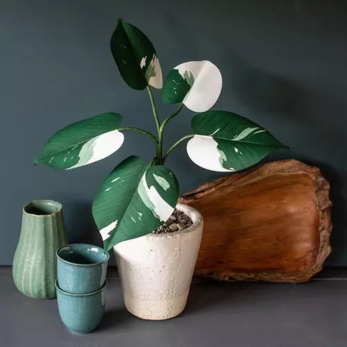Philodendron White Knight- Rare