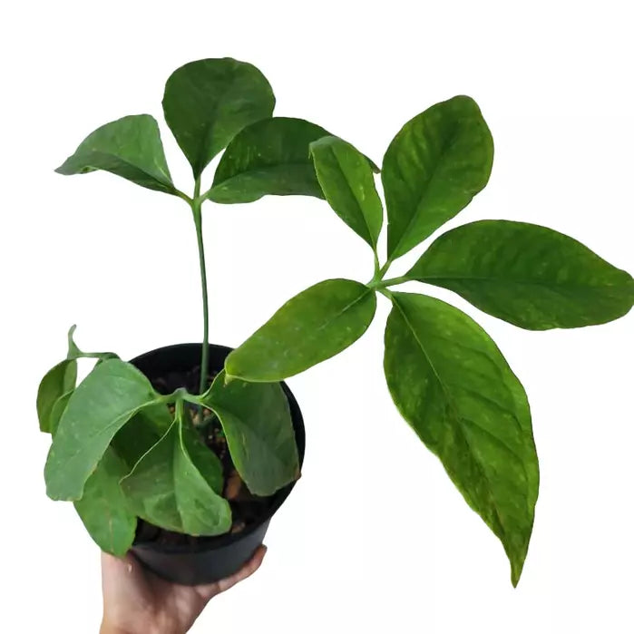 Anthurium Pentaphyllumium "Costa Rica"- Rare