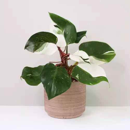 Philodendron White Knight- Rare