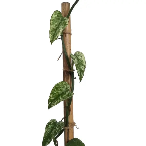 Epipremnum Pinnatum Cebu Blue Variegated - Rare