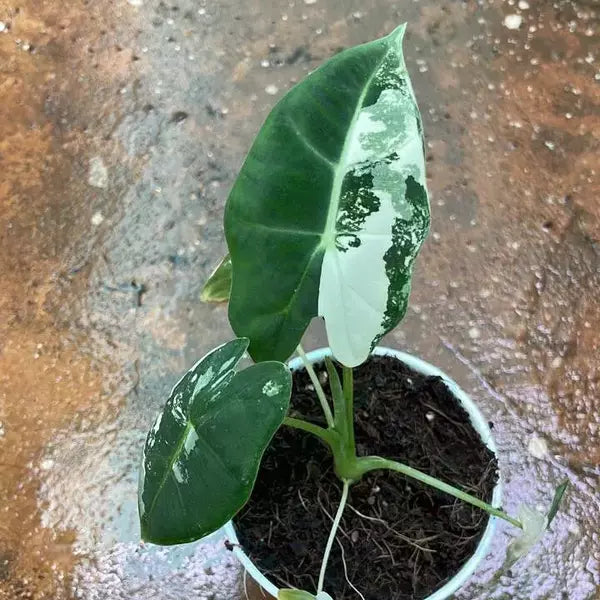 Alocasia Frydek Variegated - Super Rare