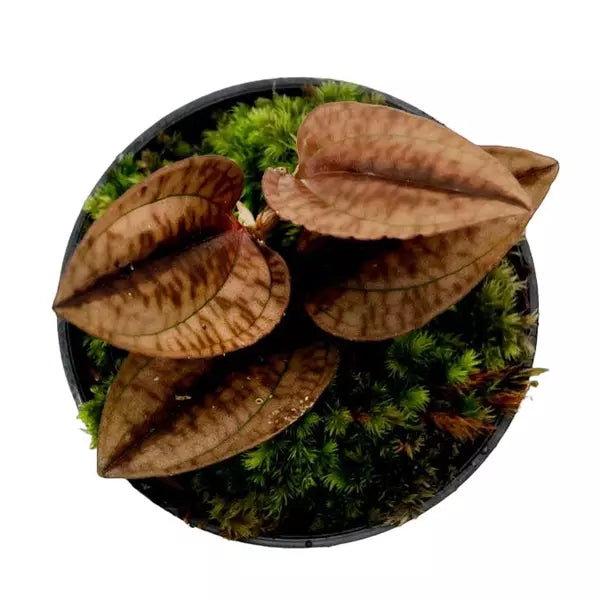 Nephelaphyllum pulchrum (Jewel Orchid) -Rare