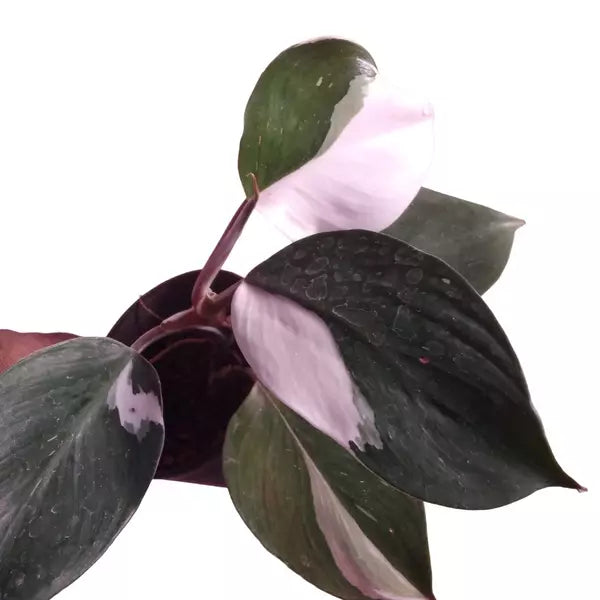 Philodendron White Knight- Rare
