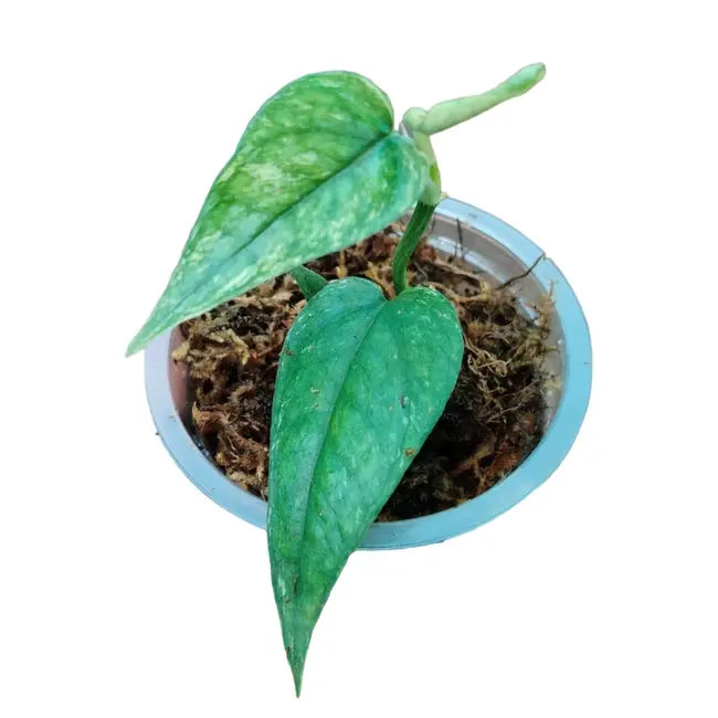 Epipremnum Pinnatum Cebu Blue Variegated - Rare