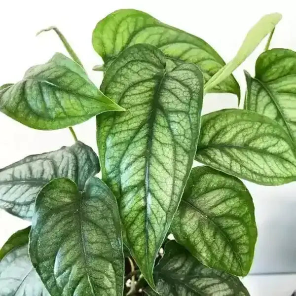 Monstera Siltepecana, Silver Monstera Plant - Rare