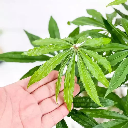 Anthurium Polyschistum- Rare