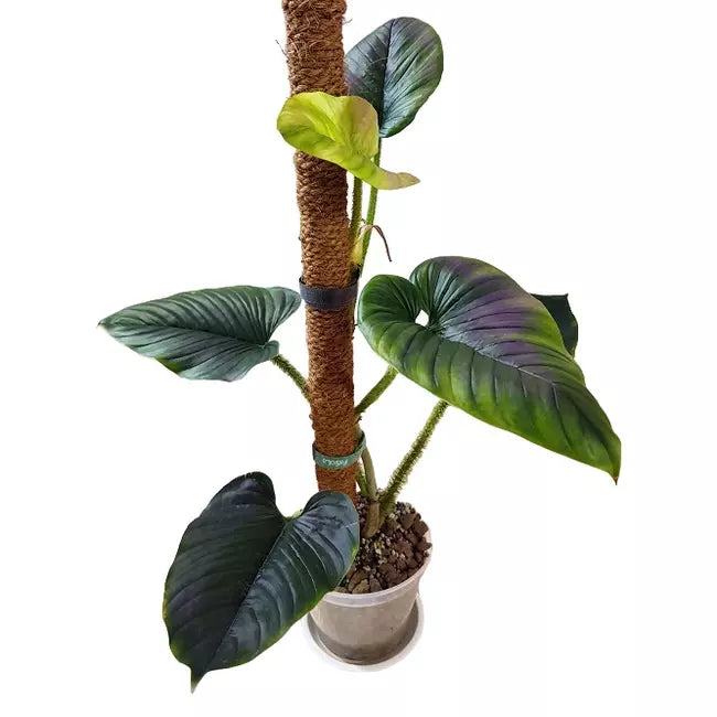 Philodendron Serpens - Rare