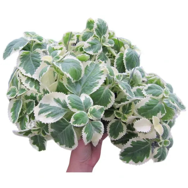 Plectranthus, Indian Borage, Spanish Thyme, Variegated Cuban Oregano 'Variegated' (Plectranthus amboinicus variegated)