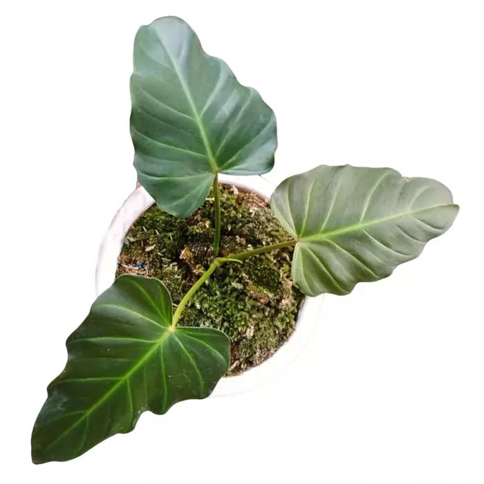Philodendron Corsinianum / 'Bronze Shield' - Rare