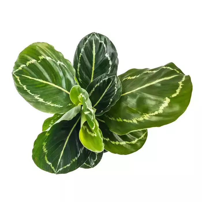 Calathea Green Lipstick Plant