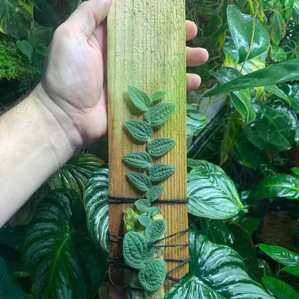 Rhaphidophora Versteegii | Piper Clypeatum - Super Rare