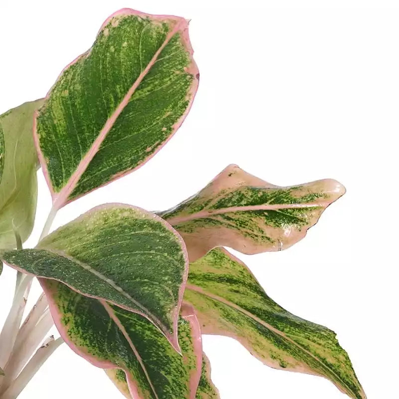 Siam Pink Aurora Aglaonema plant
