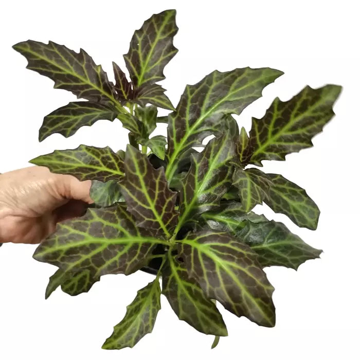 Gynuram Pseudochina - Live Plant