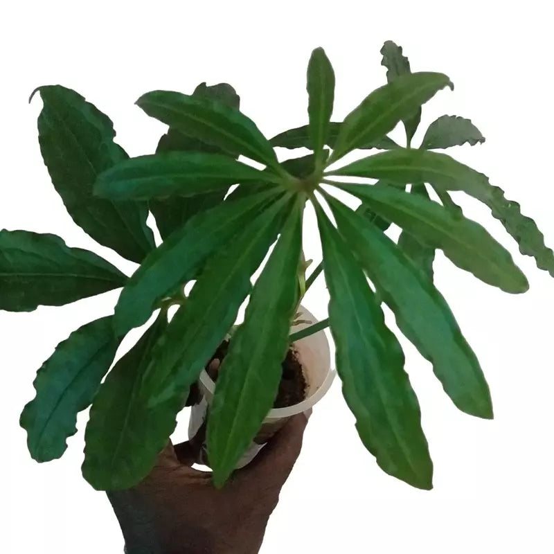 Anthurium Polyschistum- Rare