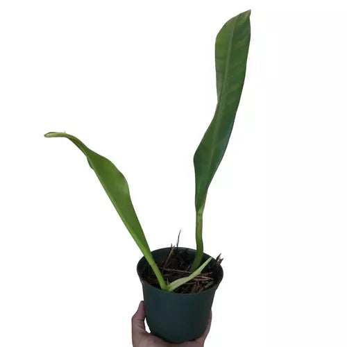 Philodendron Crassinervium- Rare