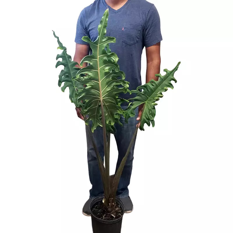Alocasia Portei, Elephant Ear - Rare
