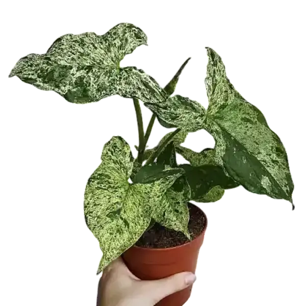 Syngonium Mojito - Rare Plant