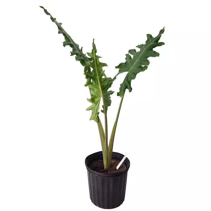 Alocasia Portei, Elephant Ear - Rare