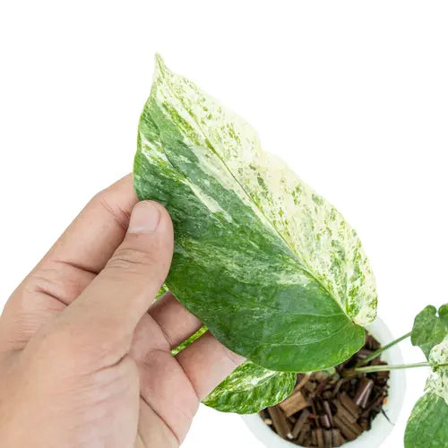 AMYDRIUM VARIEGATED- Rare